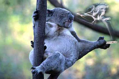 O Koala e a lagartixa