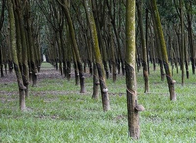 Sejarah Perkebunan Karet Riau