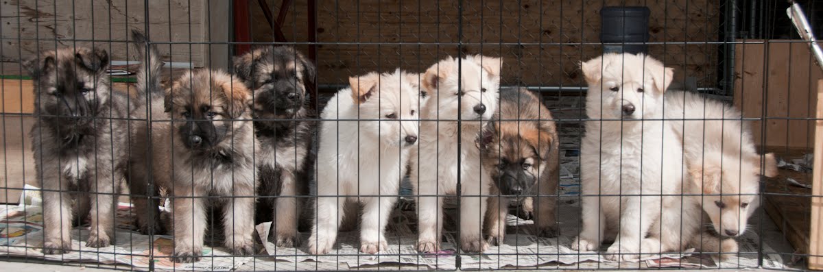 Timbaland Shilohs Litter Spring 2010