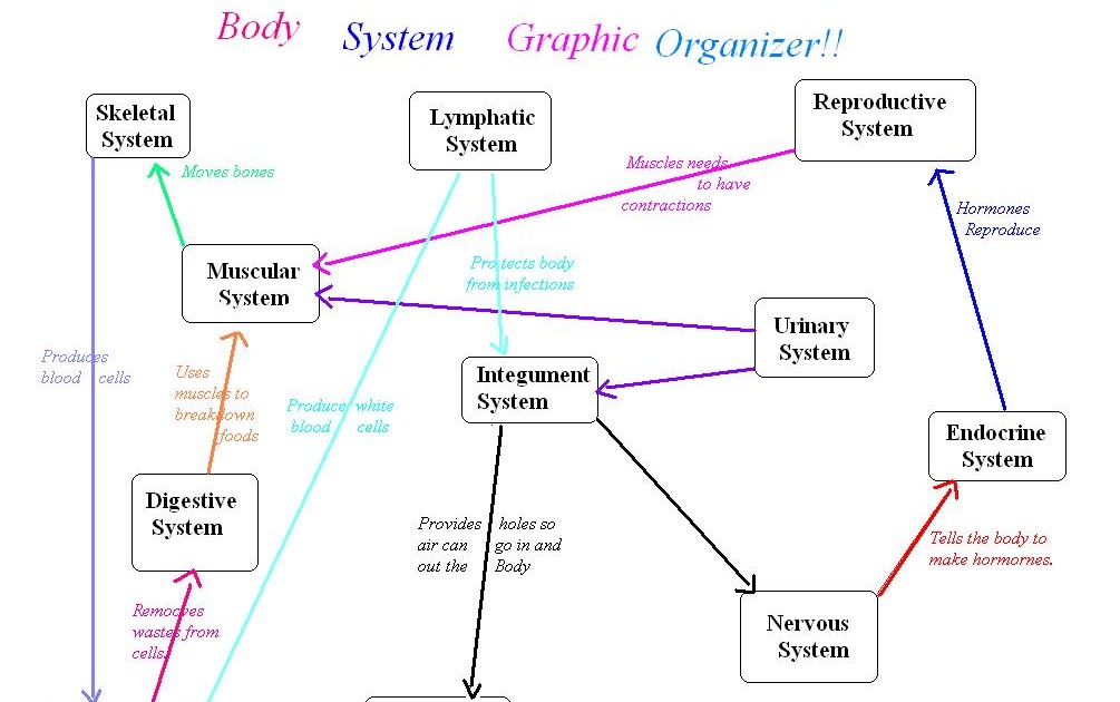 Erin Anatomy: Body System Graphic Organizer!!