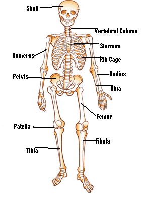 [1061925404861_skeleton300.gif]