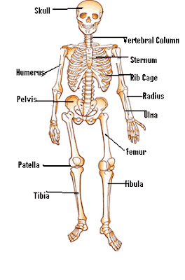The Anatomy and Physiology of.