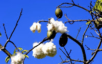 frutos del capoquero
