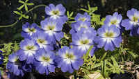 capuchina
