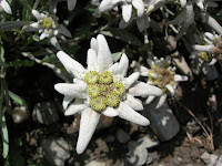 edelweiss