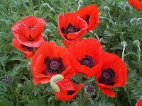 amapola oriental