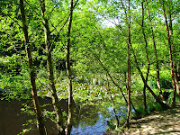 Middle Pond, Burnham Beeches Middle Pond, Burnham Beeches