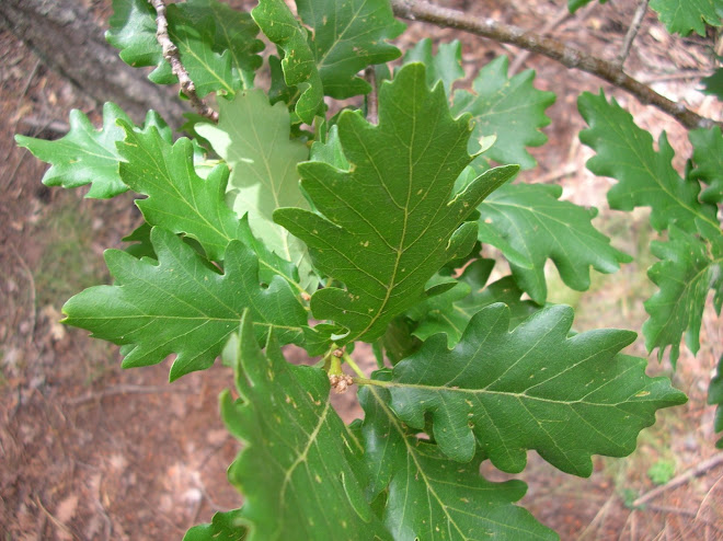 Hojas de Quercus petraea