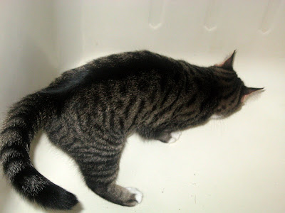 My cat poops in the shower.
