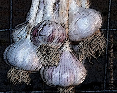 Summer 2008 garlic by kmom246@yahoo.com