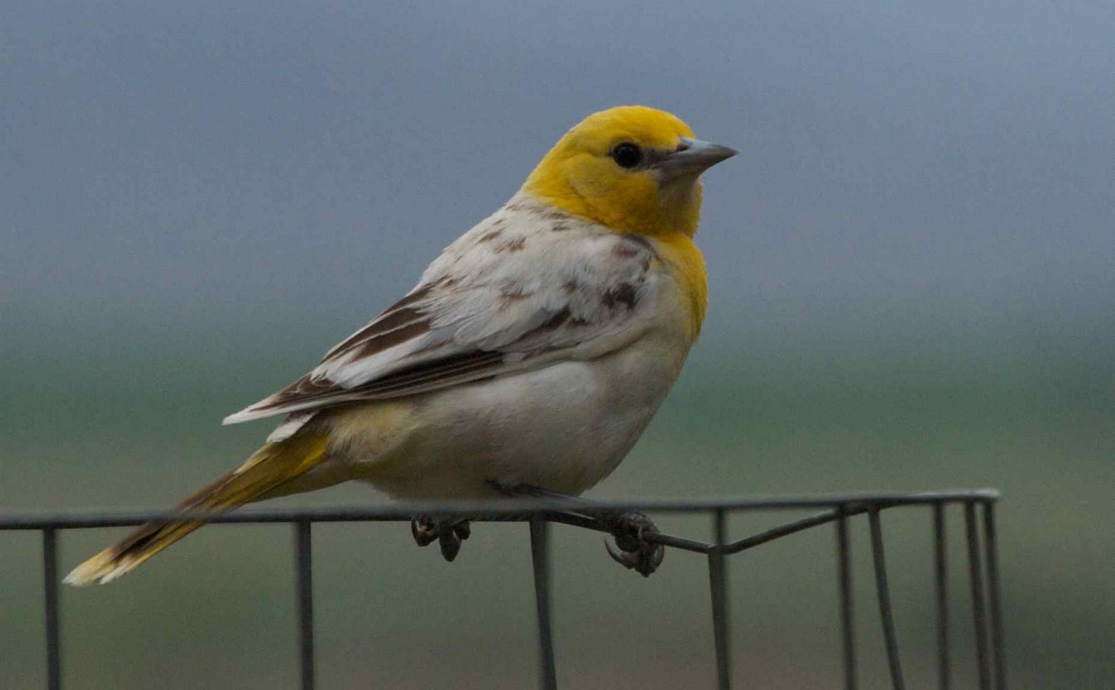 [more+birds+may+24,+2008+7.jpg]