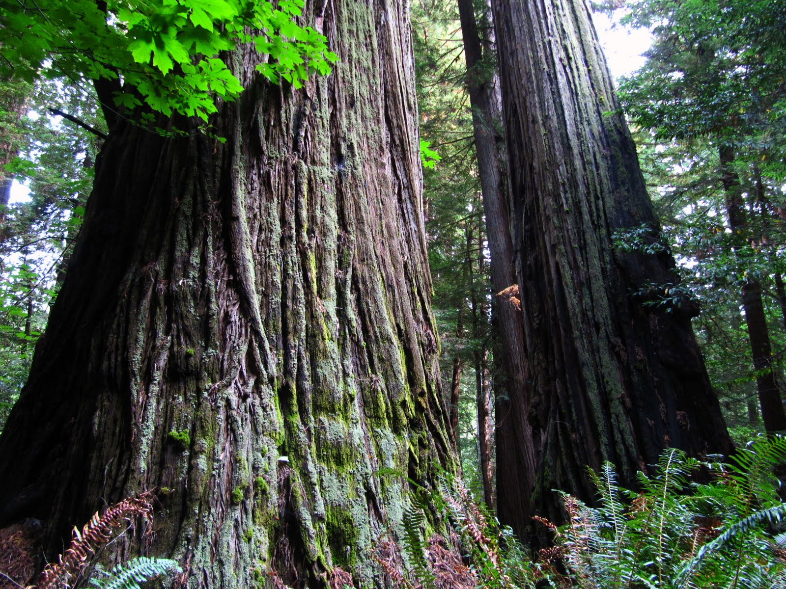 Way Points Tall Trees Grove