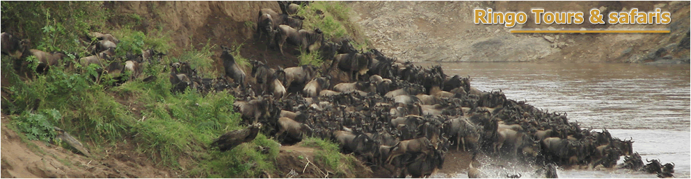 ringosafaris