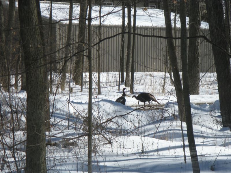 [Turkeys2.jpg]