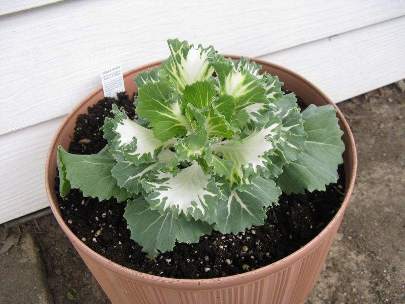 [Ornamental+Cabbage.jpg]