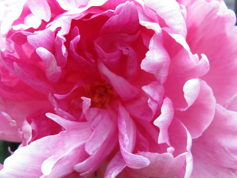 [Peony.jpg]