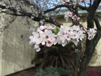 white plum blossoms
