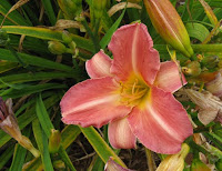 daylily daylily
