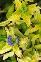 decorative sage decorative sage