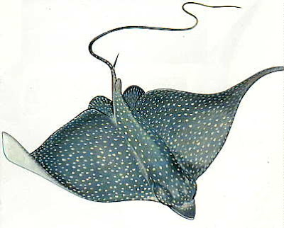 Profissão VETERINÁRIA Como as arraias matam?