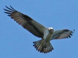 osprey looking for prey