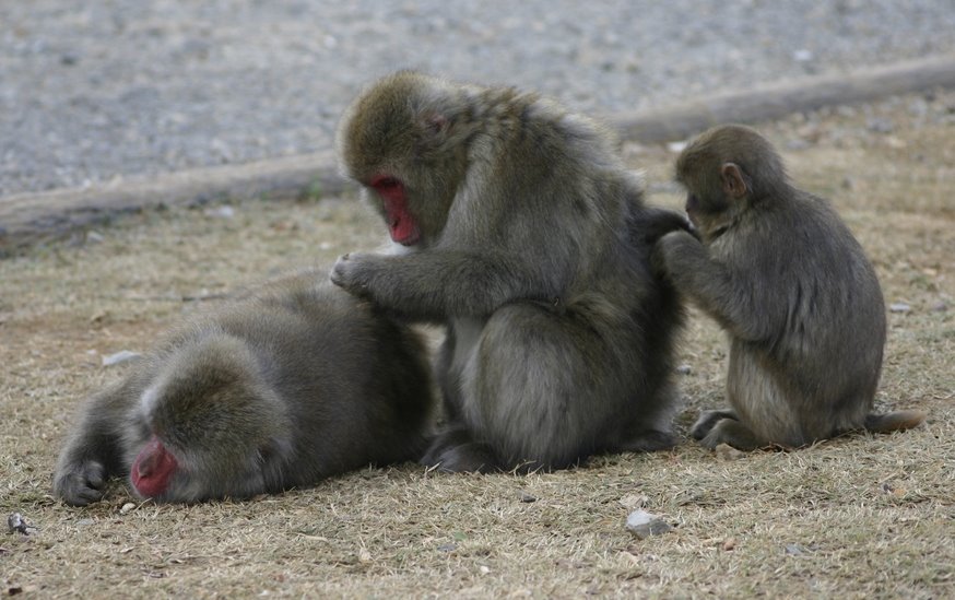 Monkeys-Grooming.jpg