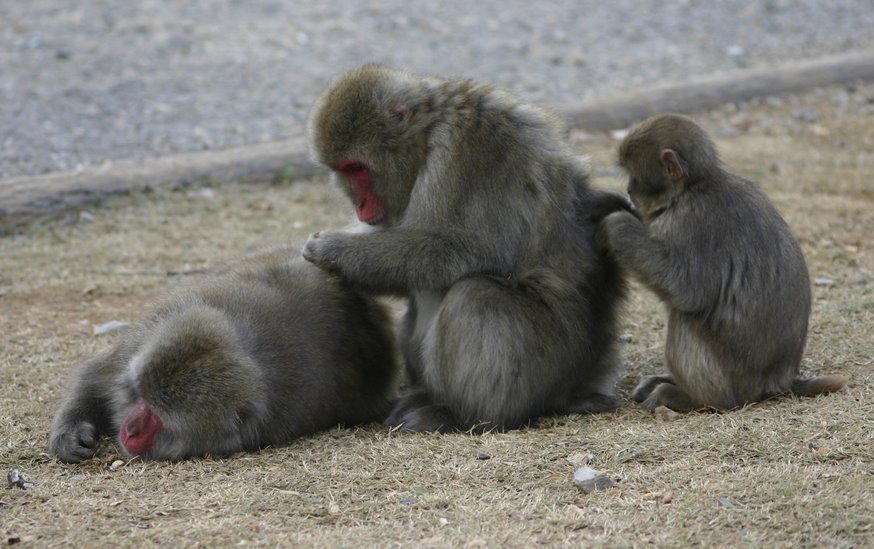 http://4.bp.blogspot.com/_ejBaztxuXrQ/S8doPDM2mkI/AAAAAAAAAAM/ZIgXiLDY6qs/s1600/Monkeys-Grooming.jpg