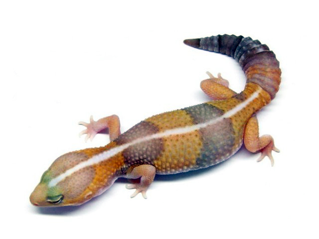 gecko.jpg