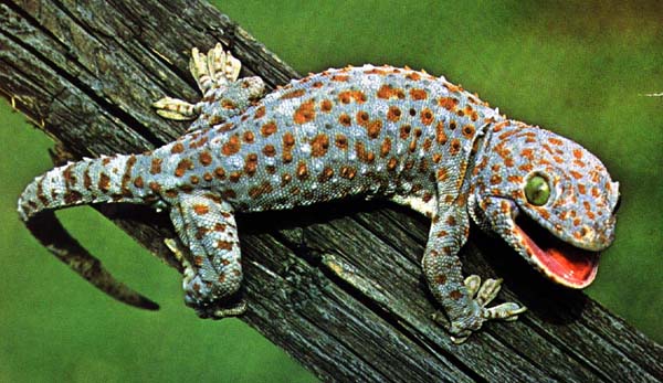 tokay geckos care sheet