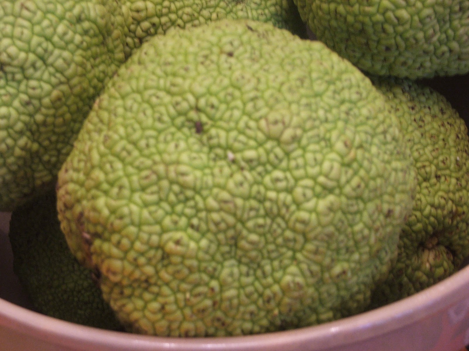 The Sometimes Supermom Our search for horse apples