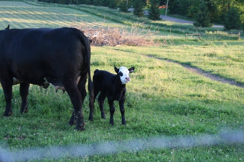 [Baby+Calves+2008.JPG]