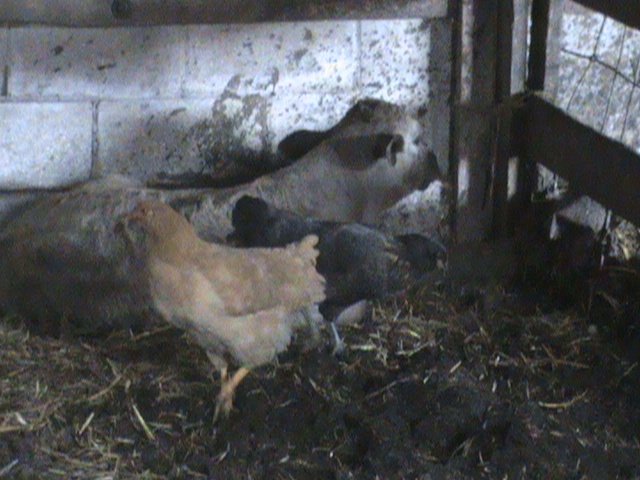 [Cows+2008+025.jpg]