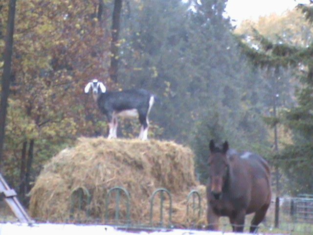 [Cows+2008+040.jpg]