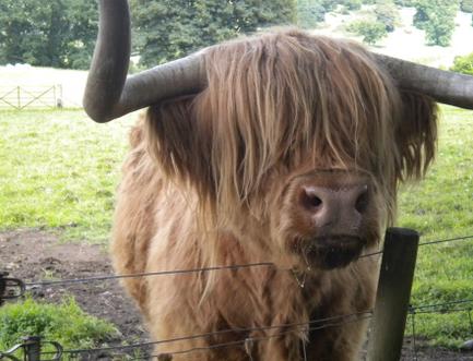 [hamish+the+Highland+cow.jpg]