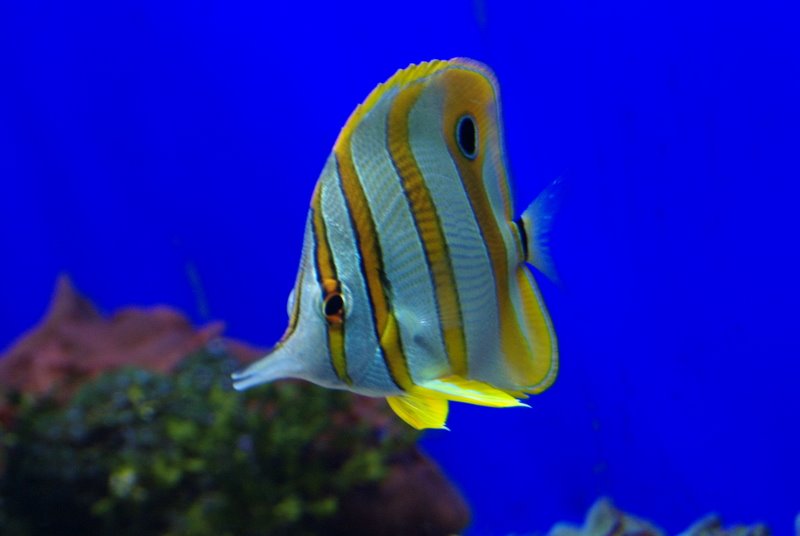 [gul+fisk.jpg]