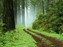 For you who have seen Twilight, doesn't this look like the woods??? (Minus the trail) :)