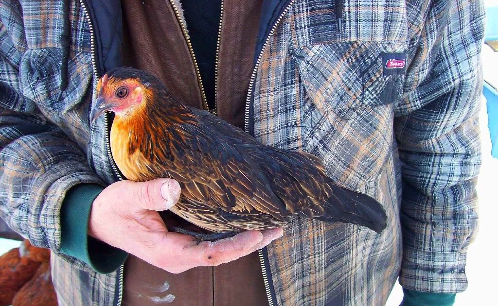 The Vermont Gardener "Green" Chickens