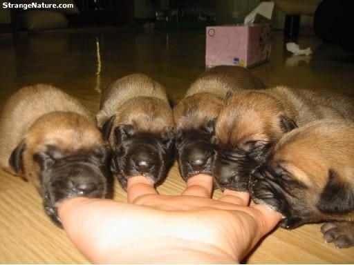 puppies and quotes. **Educated Quotes of the Day** "Wearing baby dogs as gloves since 2009.
