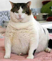 fattest cat in the world ever