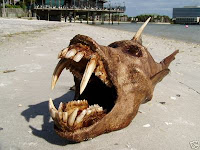 bizarre fish