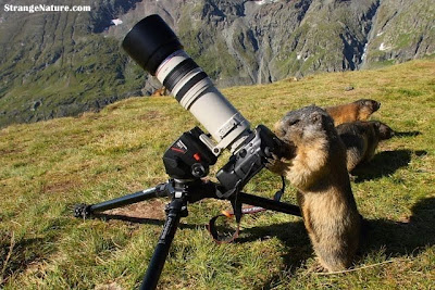 snaps of animals