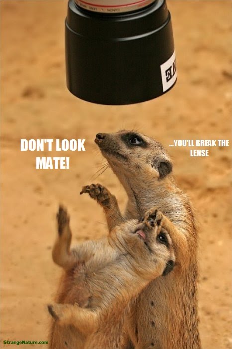 funny animal pictures with captions. Funny Meerkats Caption