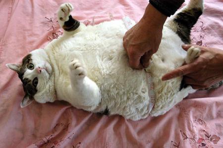 One very fat cat indeed! Worlds Fattest Cat Pictures? Or not fat enough? One very fat cat indeed! Worlds Fattest Cat Pictures? Or not fat enough?