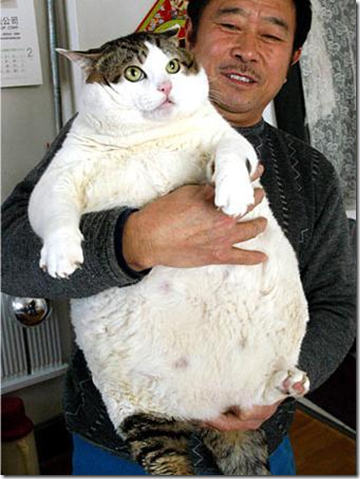 Fattest Cat in the World: Worlds Fattest Cat Pictures?