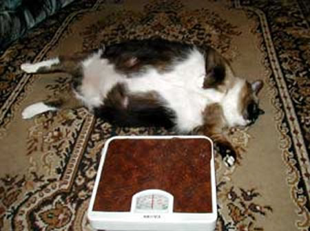 Fattest Cat In The World Fattest Cat In The World The Real Deal