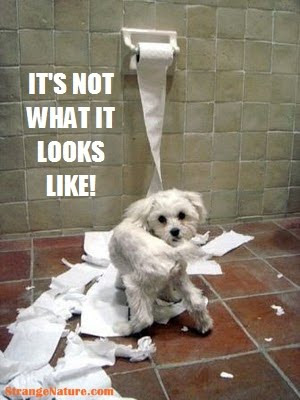 Tagged as: quotes about dogs. Cute Animals & Quotes Rate This Funny Animal Tagged as: quotes about dogs. Cute Animals & Quotes Rate This Funny Animal
