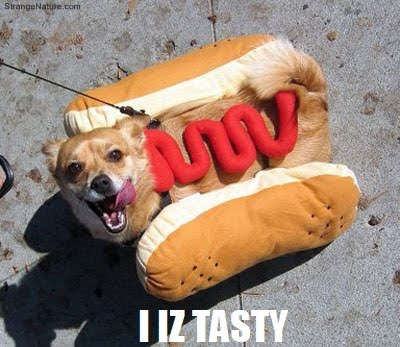 dog quotes funny dog quotes funny. dog quotes funny