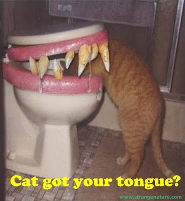 Las imagenes graciosas del día Trapped+cat+funny