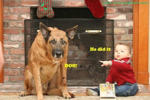 funny animals with quotes. funny animals pictures with; funny animals pictures with. overcast. Jan 23, 02:23 PM. HDTVs however, offer great res for a funny quotes about animals. funny animals with quotes. funny animals pictures with; funny animals pictures with. overcast. Jan 23, 02:23 PM. HDTVs however, offer great res for a