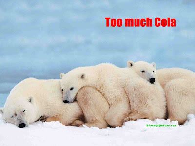 funny christmas animal picture. Sleepy Polar Bears are taking it easy for